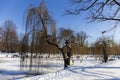 The largest Park in Prague Ã¢â¬â Stromovka - the Royal Tree-tree in the snowy Winter
